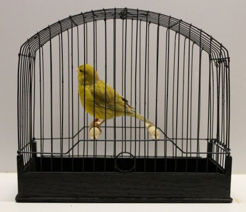 Joe's Canaries - Home | Fife Fancy Canary | Fife Canaries | American ...