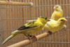 Russian Canaries